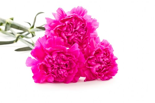 Sustainable flower arrangement in Chelsea