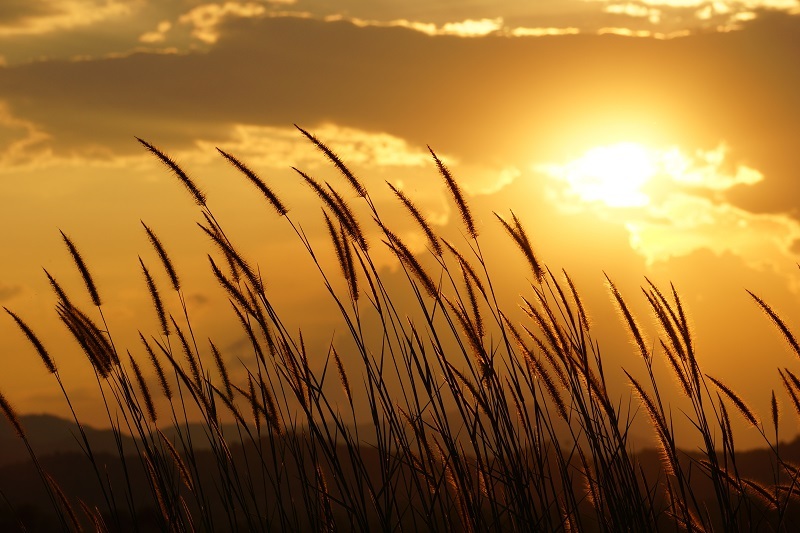 Discover the Significance of Peony Flowers Through Their Colourful Existence