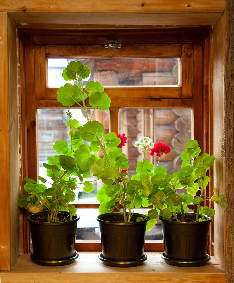 Turn Your Fresh Flowers into Gorgeous Keepsakes in Three Steps